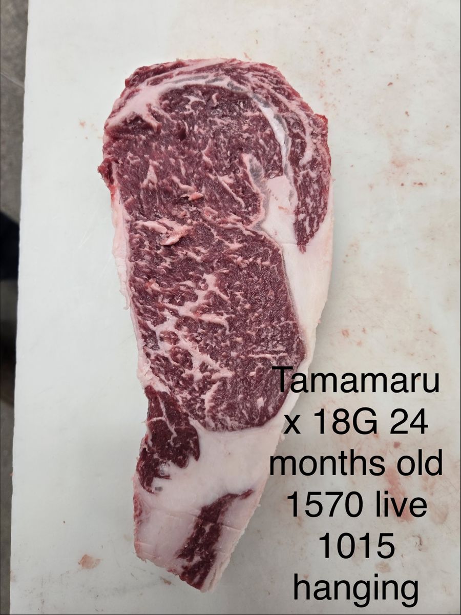 Registered Fullblood Red and Black wagyu