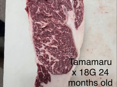 Registered Fullblood Red and Black wagyu
