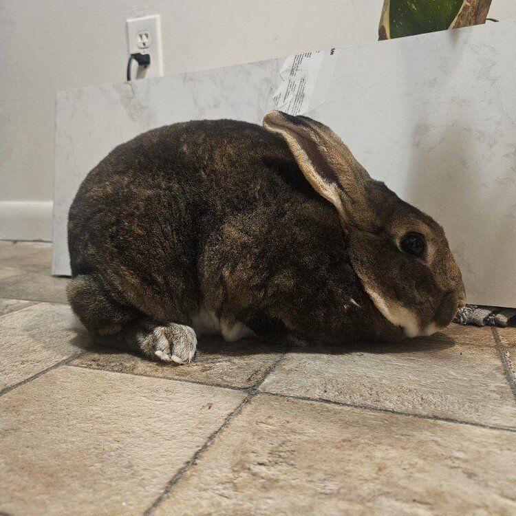 pedigree rex babies comeing!!