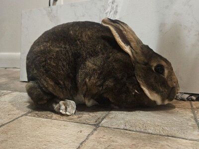 pedigree rex babies comeing!!