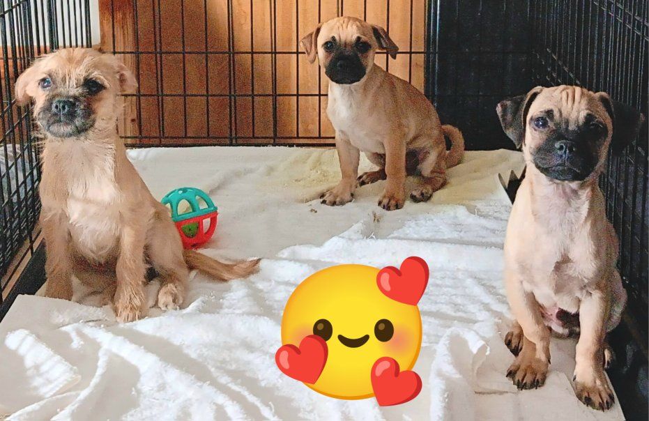 Chihuahua/ Pug ( 2 Males, 1 Female), Yorkie/ Terrier/ Pug (4 Males ) *Please Adopt These Loving Rescued Puppies*