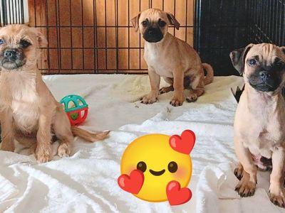 Chihuahua/ Pug ( 2 Males, 1 Female), Yorkie/ Terrier/ Pug (4 Males ) *Please Adopt These Loving Rescued Puppies*