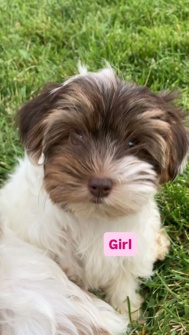 Parti Yorkie Puppies Available 