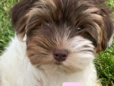 Parti Yorkie Puppies Available