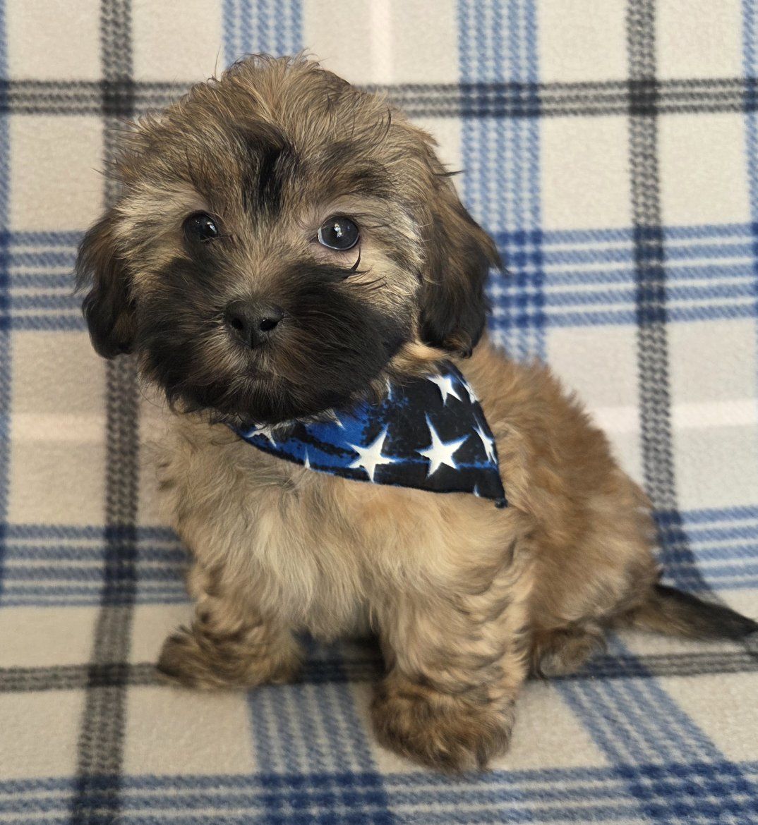 Super Cute!  Tiny Shih-poo Puppies!
