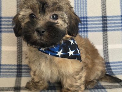 Super Cute! Tiny Shih-poo Puppies!