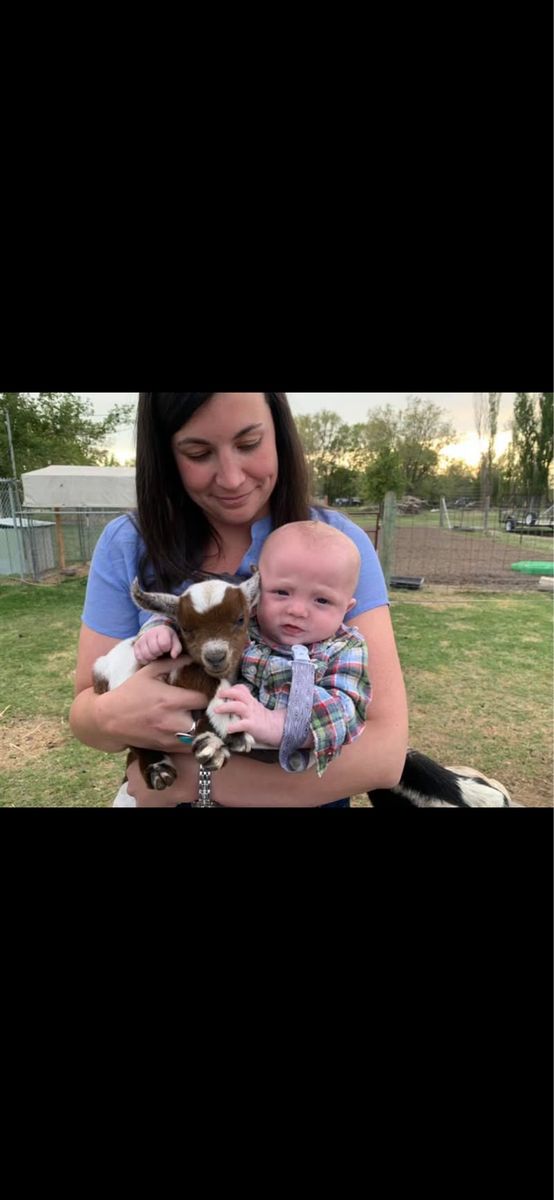 Baby Nigerian Dwarf Withers