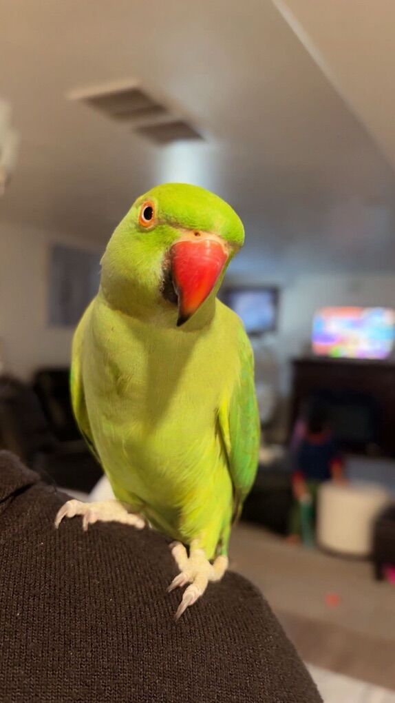 beautiful Indian Ringneck