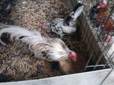Azteca pair. Selling a few of my best bird beautiful pair of domino aztecas