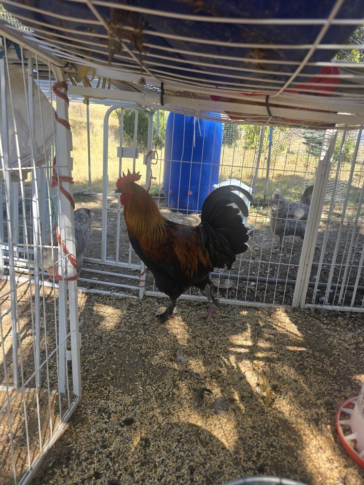 chickens