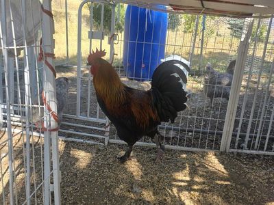chickens