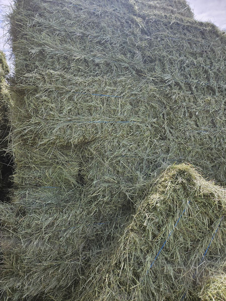 Grass hay for sale