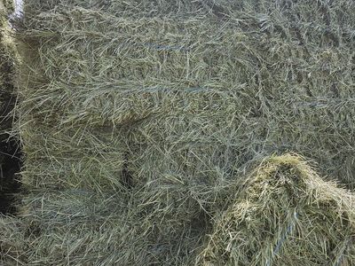 Grass hay for sale