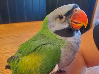 Hand-fed baby Derbyan