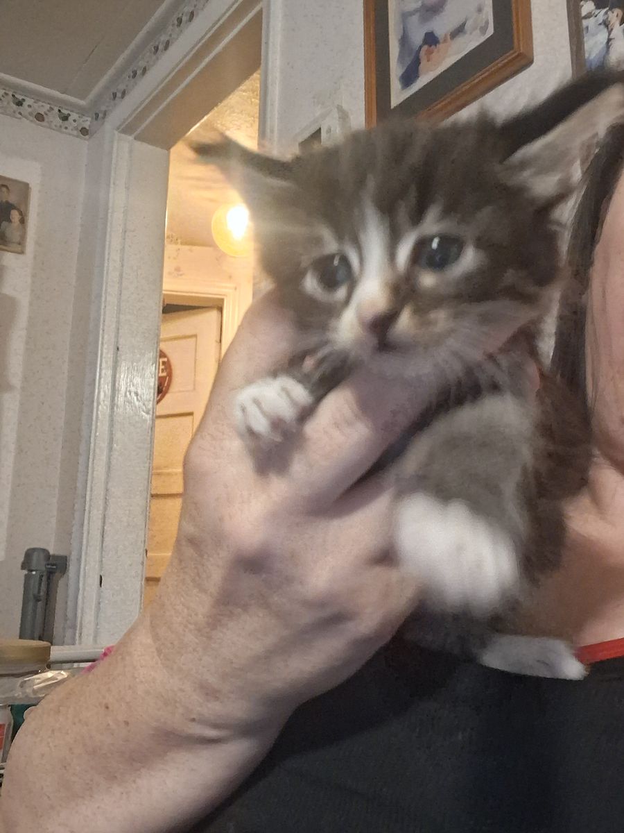 Kittens free