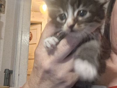 Kittens free