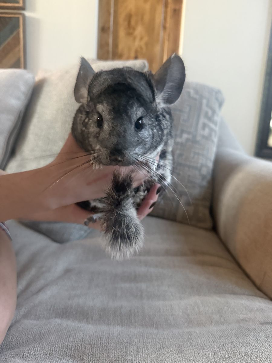 Two sweet chinchillas looking for a loving home