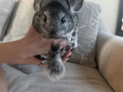 Two sweet chinchillas looking for a loving home