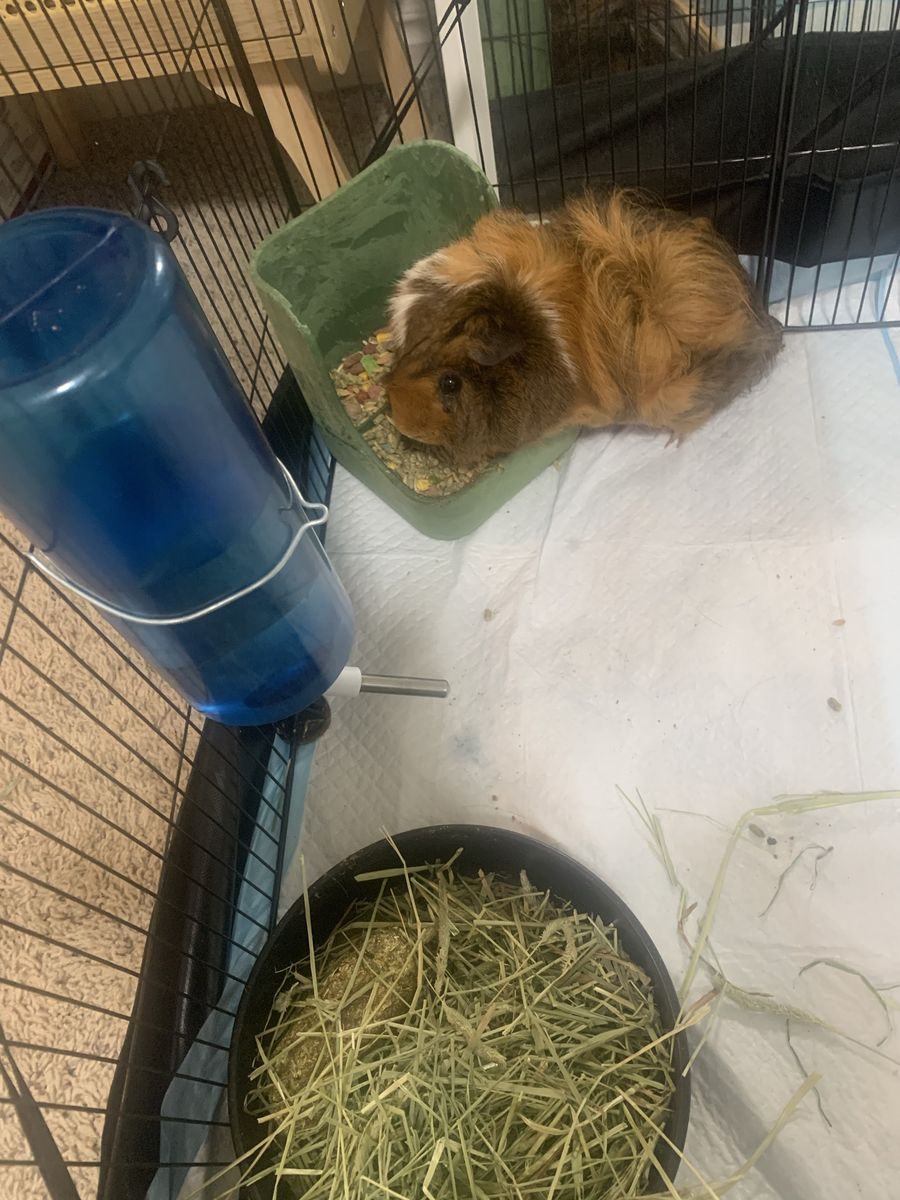 Guinea pig 