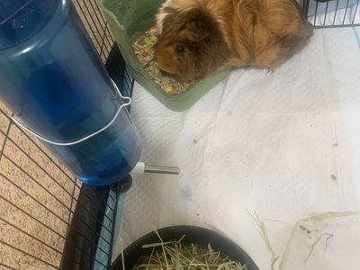 Guinea pig