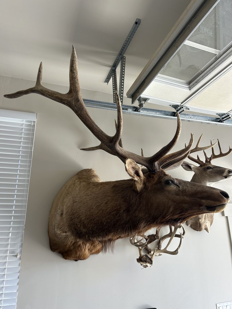 6 point bull elk mount