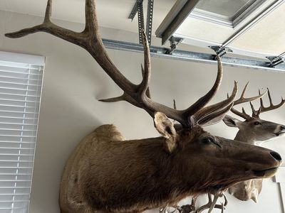 6 point bull elk mount