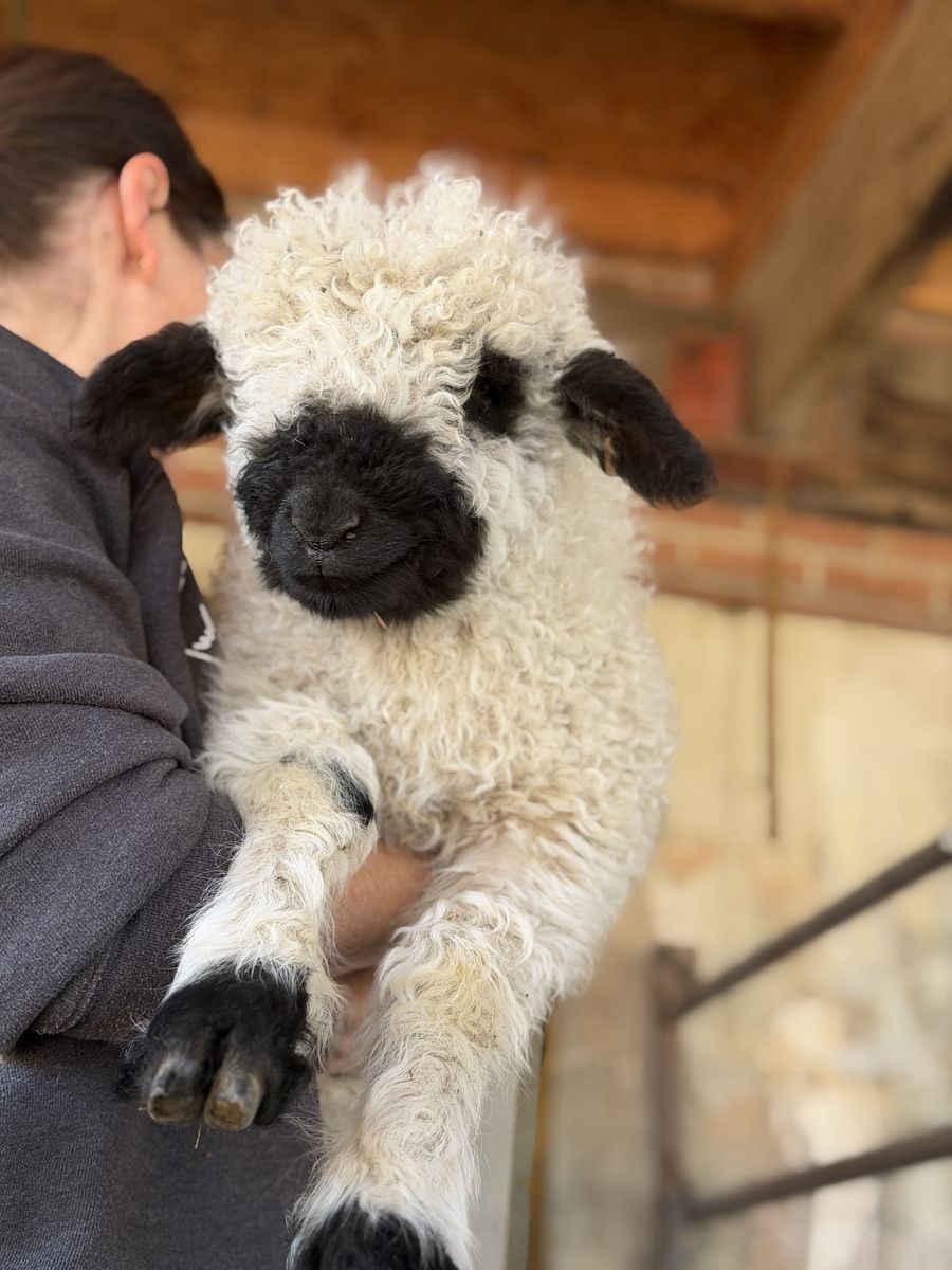 F2 75% Valais Blacknose Ewe