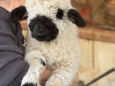 F2 75% Valais Blacknose Ewe