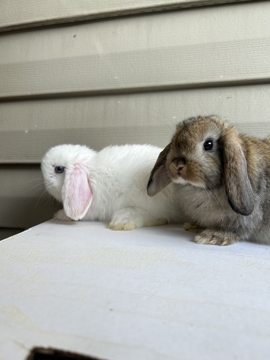 Holland Lop Does 10wks Old