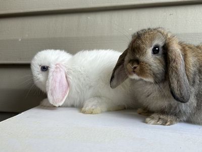 Holland Lop Does 10wks Old