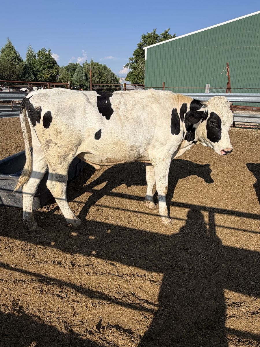800 pound Holstein Steer