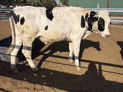 800 pound Holstein Steer