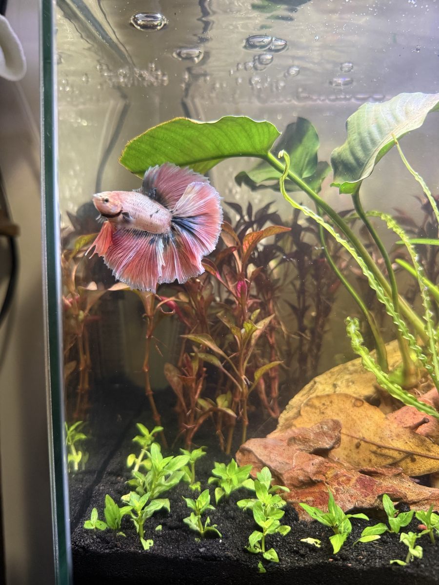 Halfmoon Male Betta