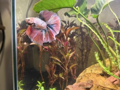 Halfmoon Male Betta
