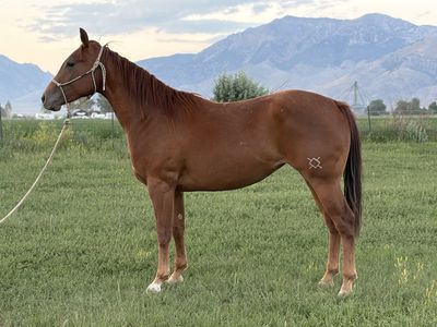 AQHA 2 Y/o Filly