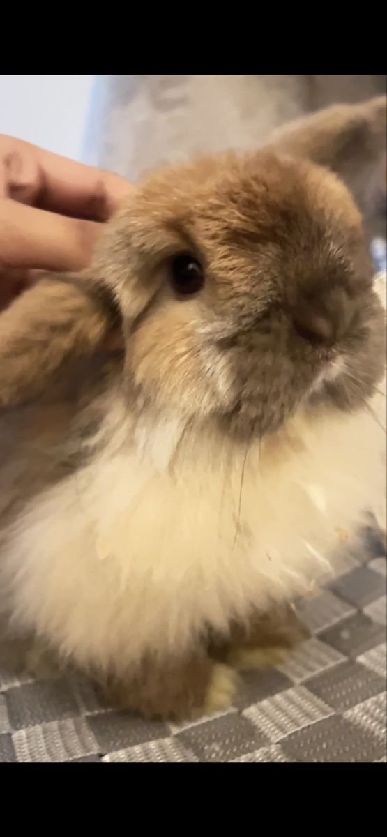 American Fuzzy Lop