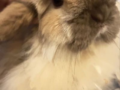 American Fuzzy Lop