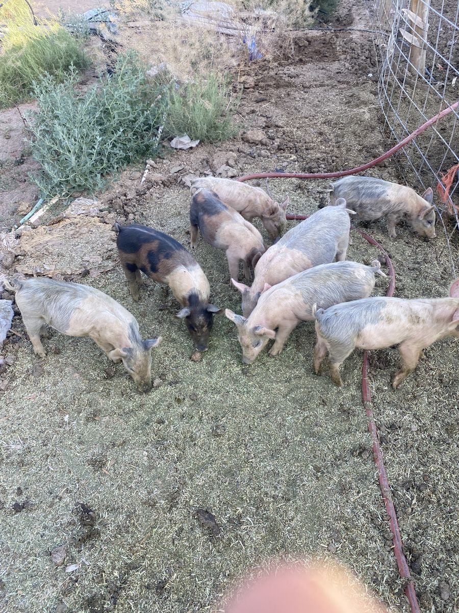 Yorkshire / Hampshire feeder pigs