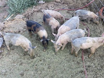 Yorkshire / Hampshire feeder pigs