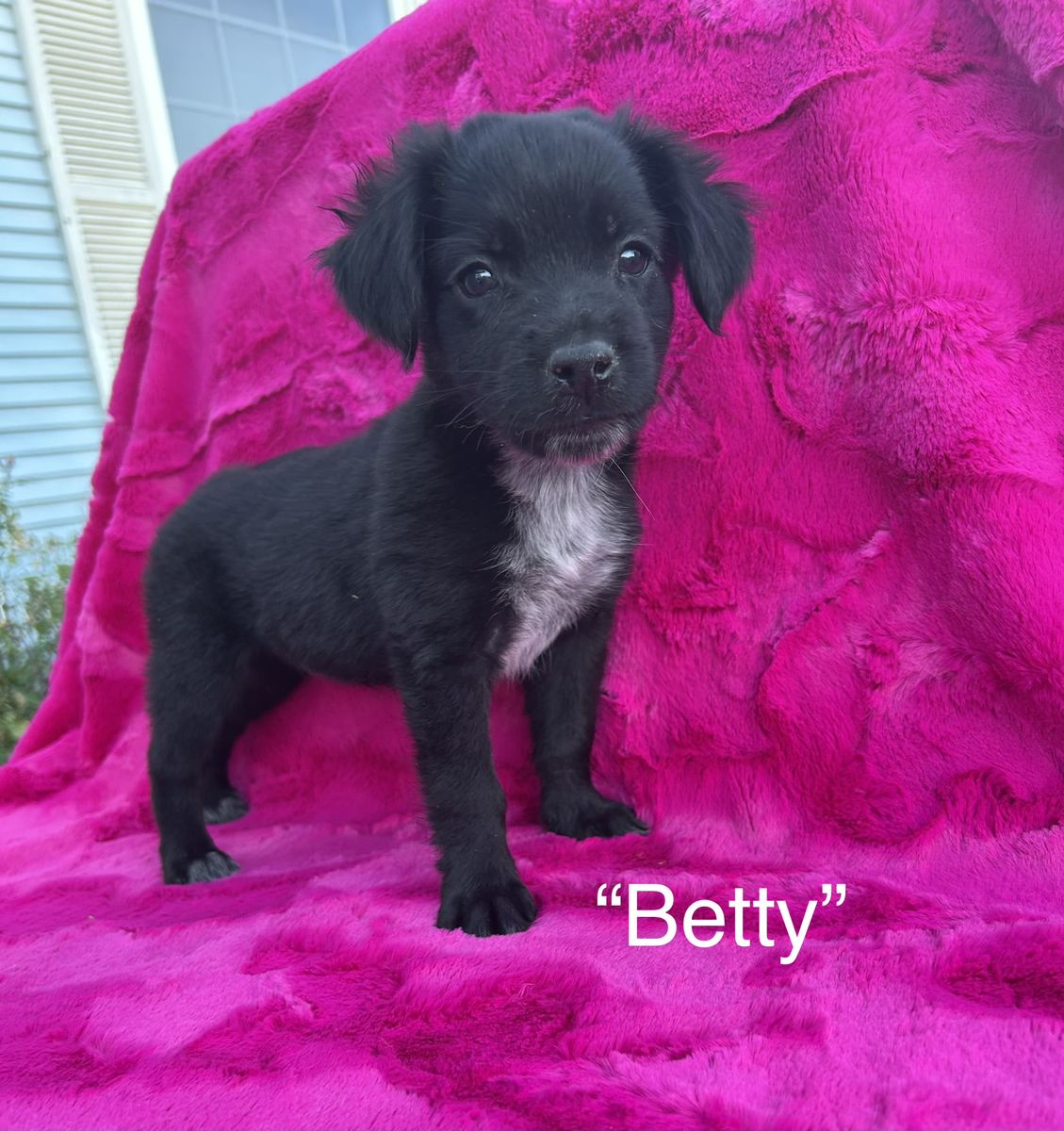 Adorable Chihuahua Terrier Mix Puppies