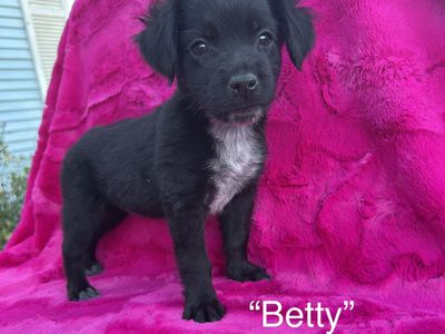Adorable Chihuahua Terrier Mix Puppies