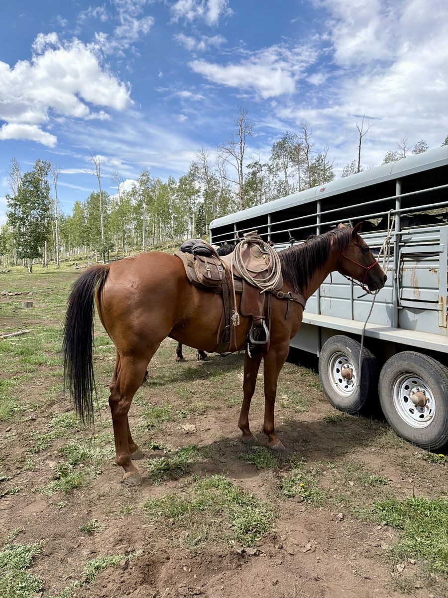 2018 Sorrel Gelding Dash for Cash