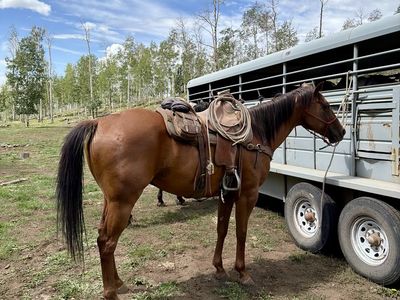 2018 Sorrel Gelding Dash for Cash
