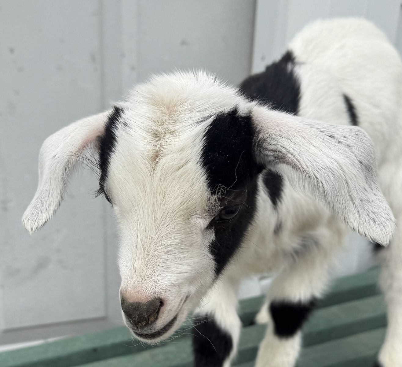 Bottle Babies Nubian and Nigerian dwarf Goats