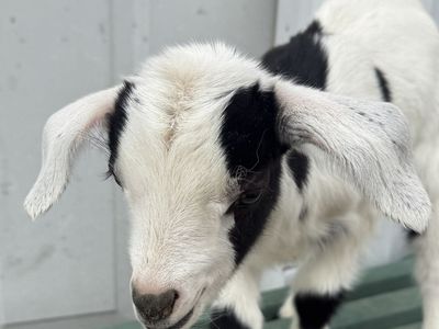Bottle Babies Nubian and Nigerian dwarf Goats