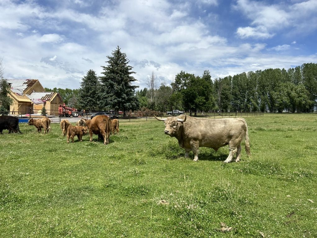AHCA SILVER HIGHLAND BULL