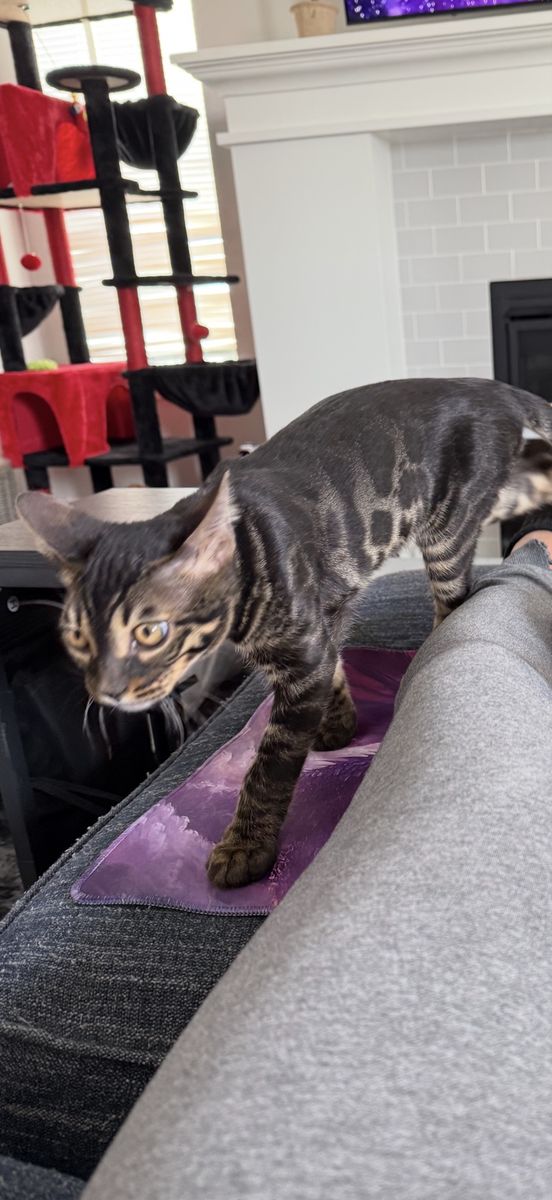MISSING $500 Reward