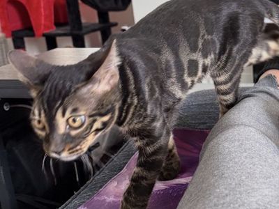 MISSING $500 Reward