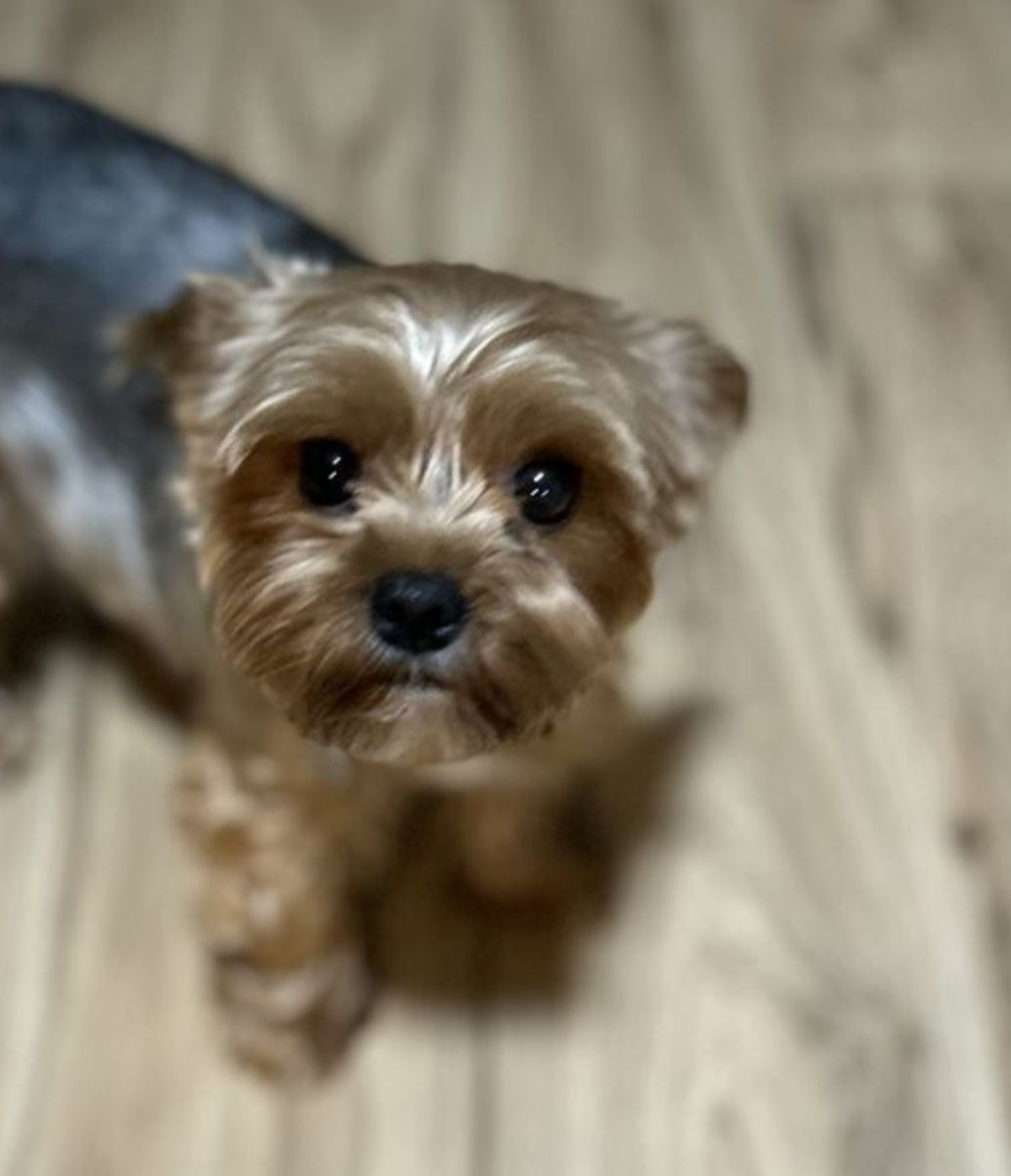 2 year old purebred Yorkshire terrier