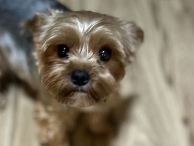 2 year old purebred Yorkshire terrier